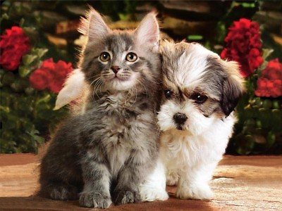 Happy Pets, Happy Home: 5 Wellness Tips for Your&nbsp;Pets